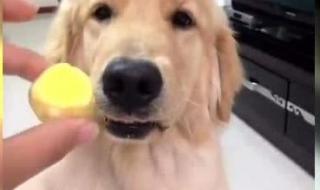 宠物狗能吃鸡蛋吗 狗可以吃蛋黄吗